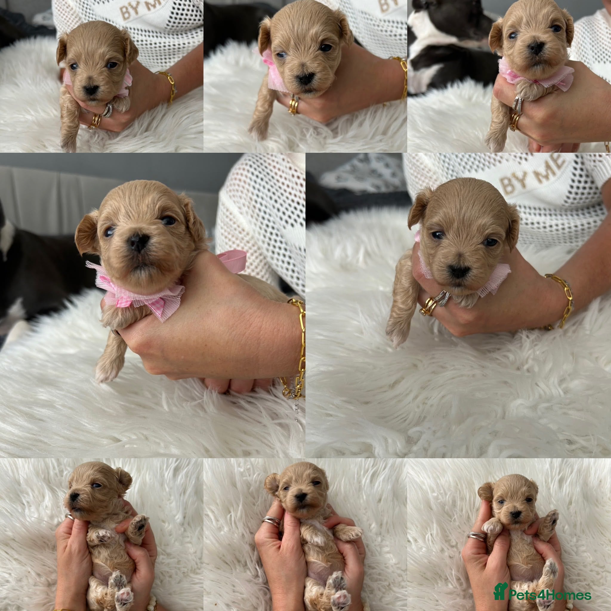Maltipoo dogs ⭐Tiny Maltipoo Puppies |Maltese x Asian Toy Poodle - Advert 1