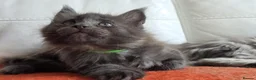 Maine Coon cats for sale: TICA REGISTERED GORGEOUS MAINE COONKITTENS - Advert 8