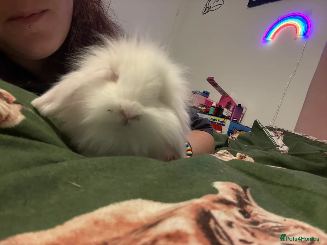 Mixed Breed rabbits for sale: 4 albino rabbits for sale - Advert 4