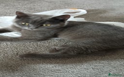 British Shorthair cats for sale: British shorthair NEEDS TO GO AS SOON AS POSSIBLE - Image 3
