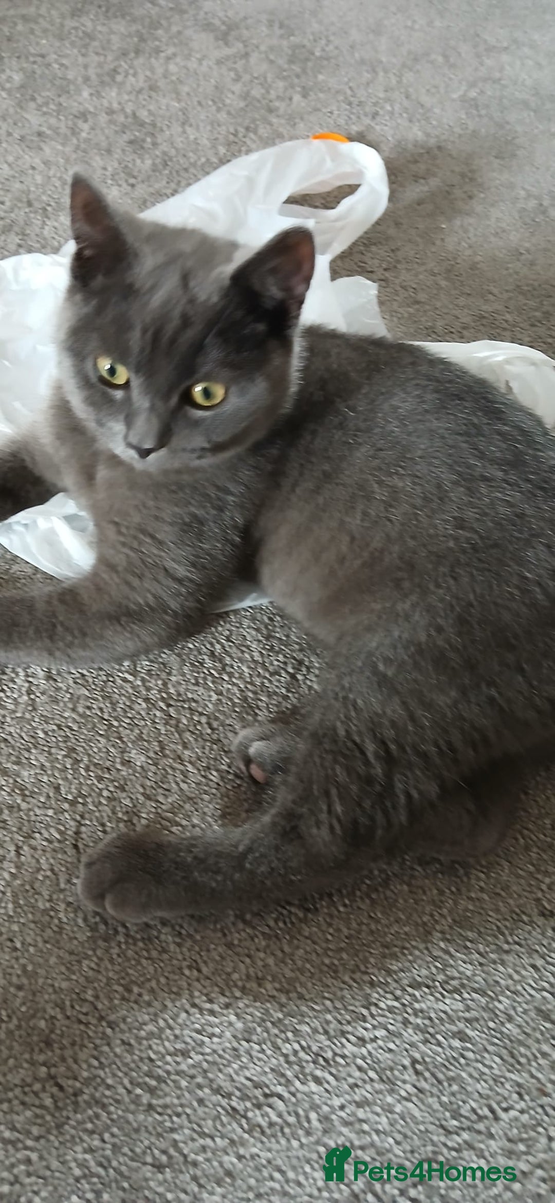 British Shorthair cats for sale: British shorthair NEEDS TO GO AS SOON AS POSSIBLE - Image 3