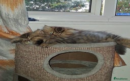 Persian cats for sale: Adorable pure Persian  - Image 18