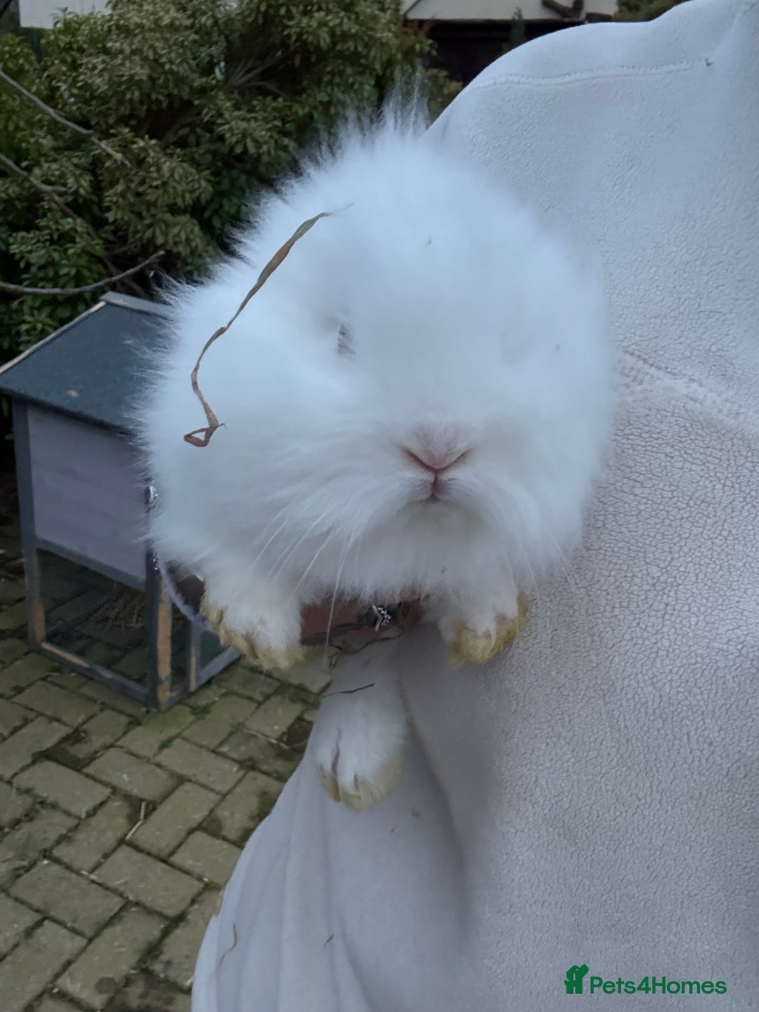 Lionhead rabbits for sale: Lionhead babies - Advert 3