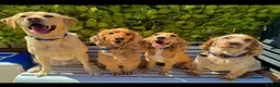 Cocker Spaniel dogs for sale: Loving cocker spaniel  in Belfast - Advert 5