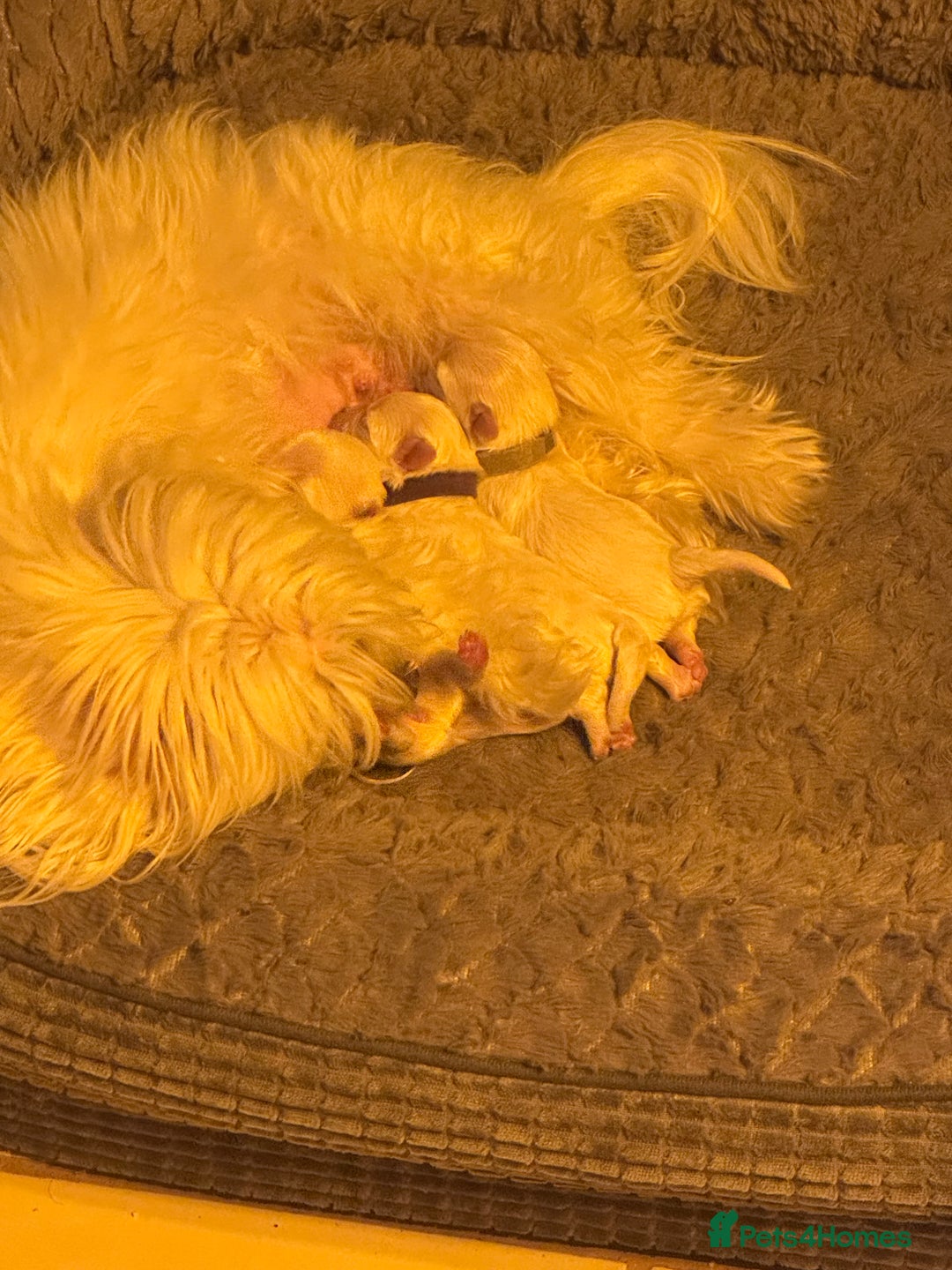 Maltese dogs for sale: 🥰 Gorgeous puppies 🥰🥰 - Image 15