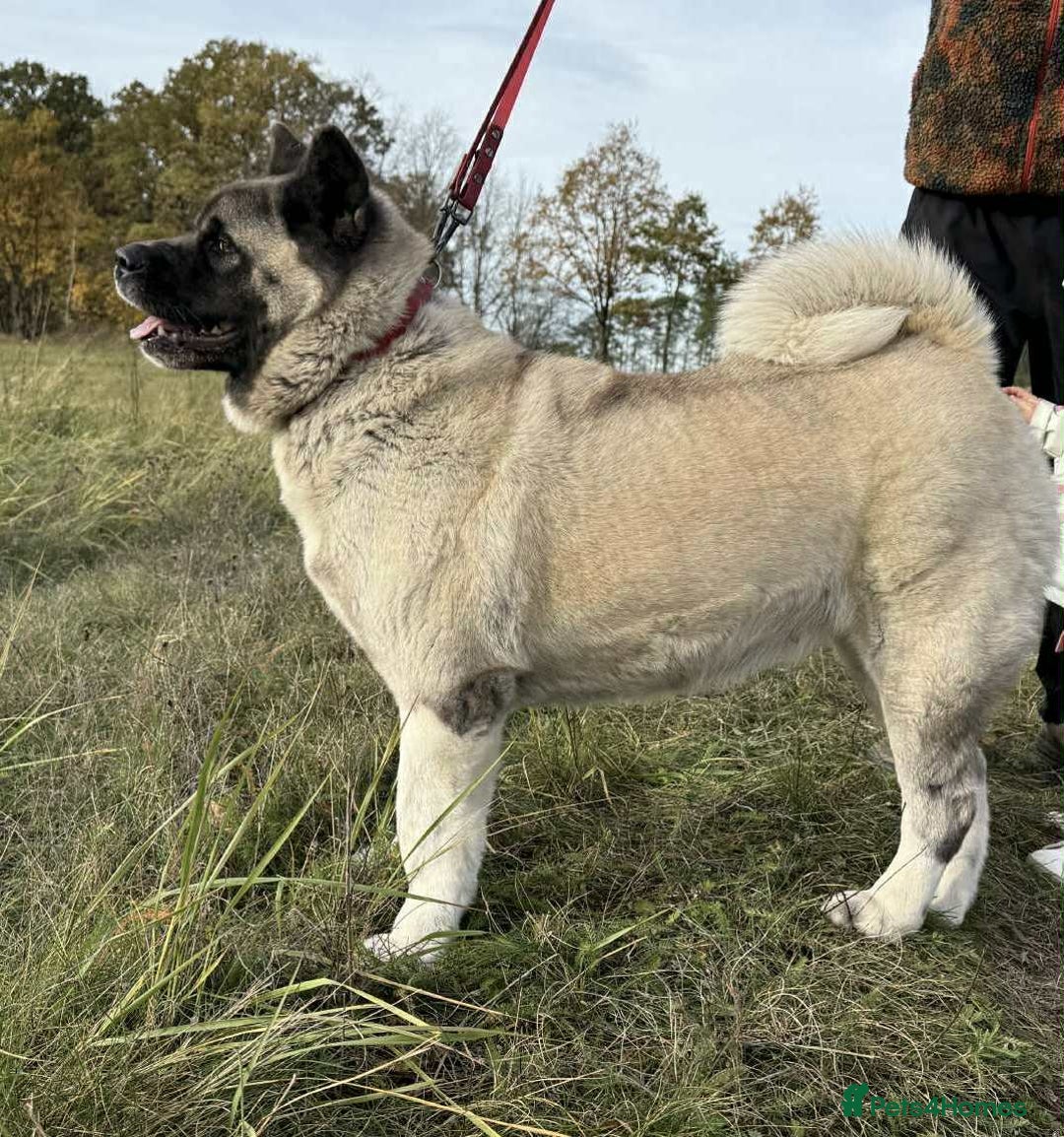 Akita dogs for sale: AMERICAN AKITA LOOKING FOR HOME - Advert 5
