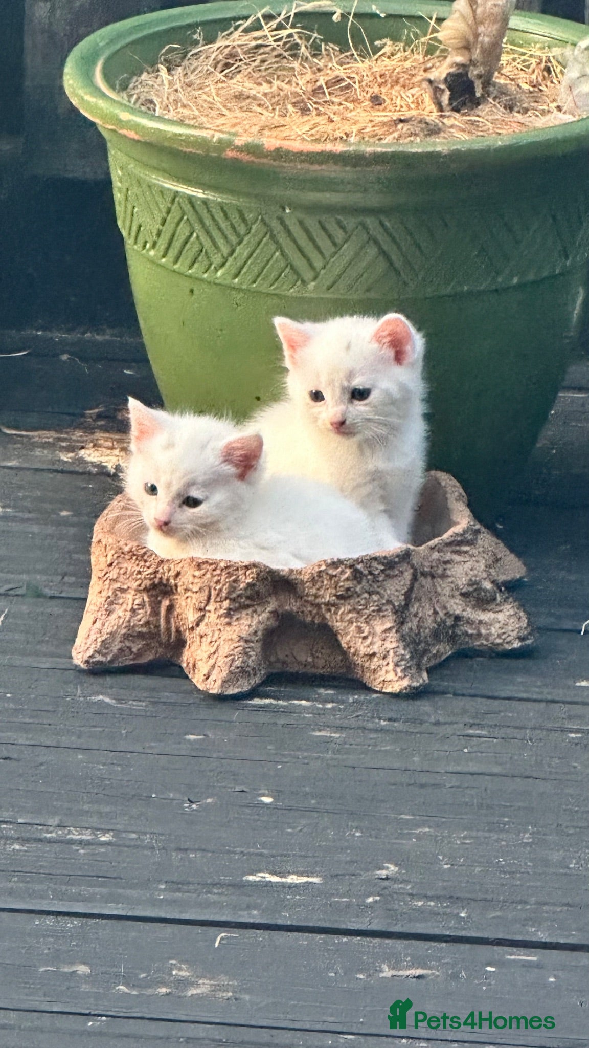 Mixed Breed cats 3 White Kitties & a Tabby - Advert 12