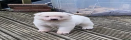 Akita dogs for sale: Beautiful Japanese Akita Puppies - Advert 4