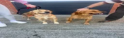 Golden Retriever dogs for sale: Beautiful golden retriever puppies  in Bristol - Advert 5