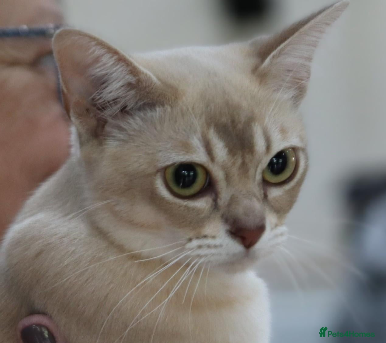 Burmese cats for sale: Burmese Cousins Two Asian Males - Advert 5