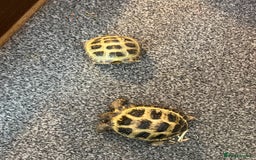 Tortoise reptiles for sale: Two tortoises hoursefeild  - Image 1