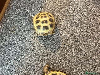 Tortoise reptiles - Advert 6