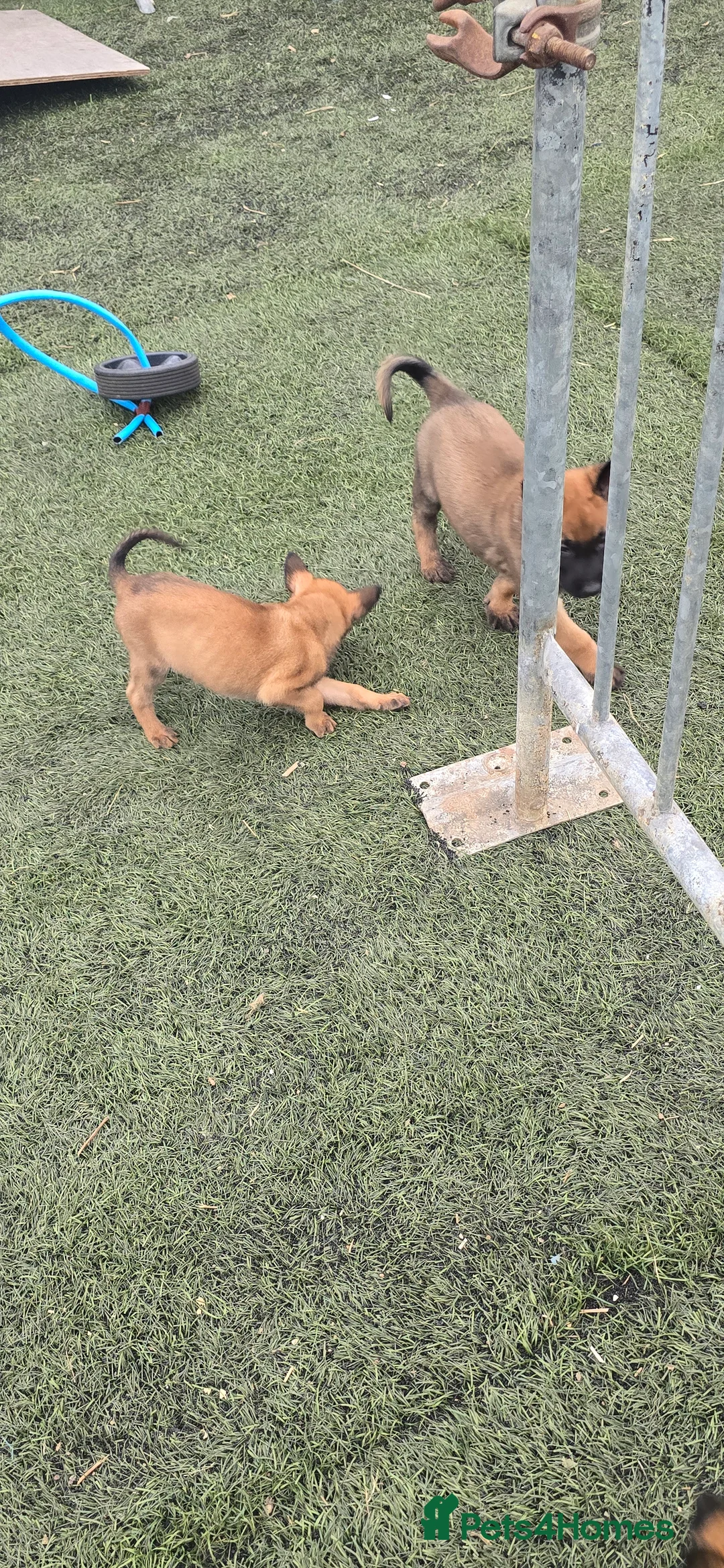 Belgian Shepherd Dog dogs for sale: Pups from world V. Champion CHANCE  - Advert 17