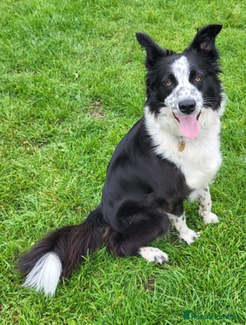 Border Collie dogs - Advert 10