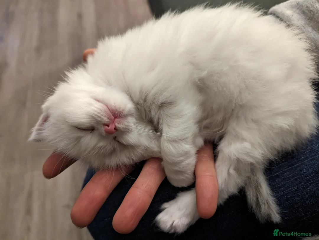 Ragdoll cats for sale: Gorgeous ragdoll kittens - Advert 6
