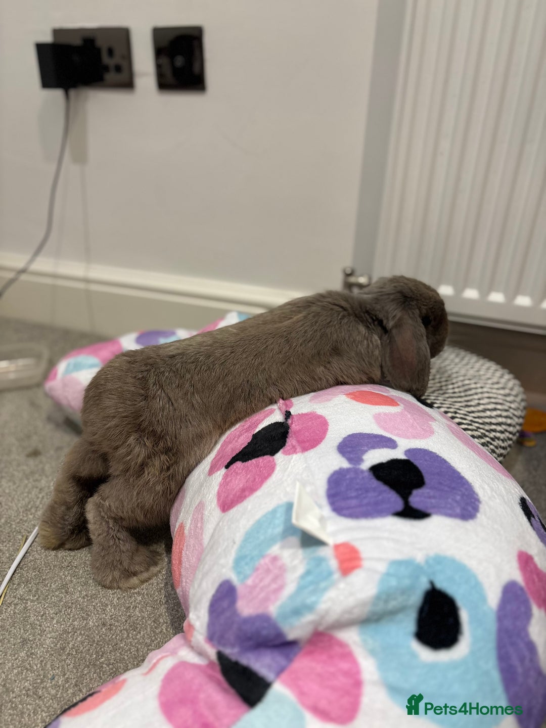Mini Lop rabbits for sale: 1 year old Lilac Self mini lop  - Image 6