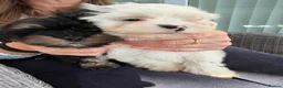 Lhasapoo dogs for sale: Lhasapoo Two left - Advert 4