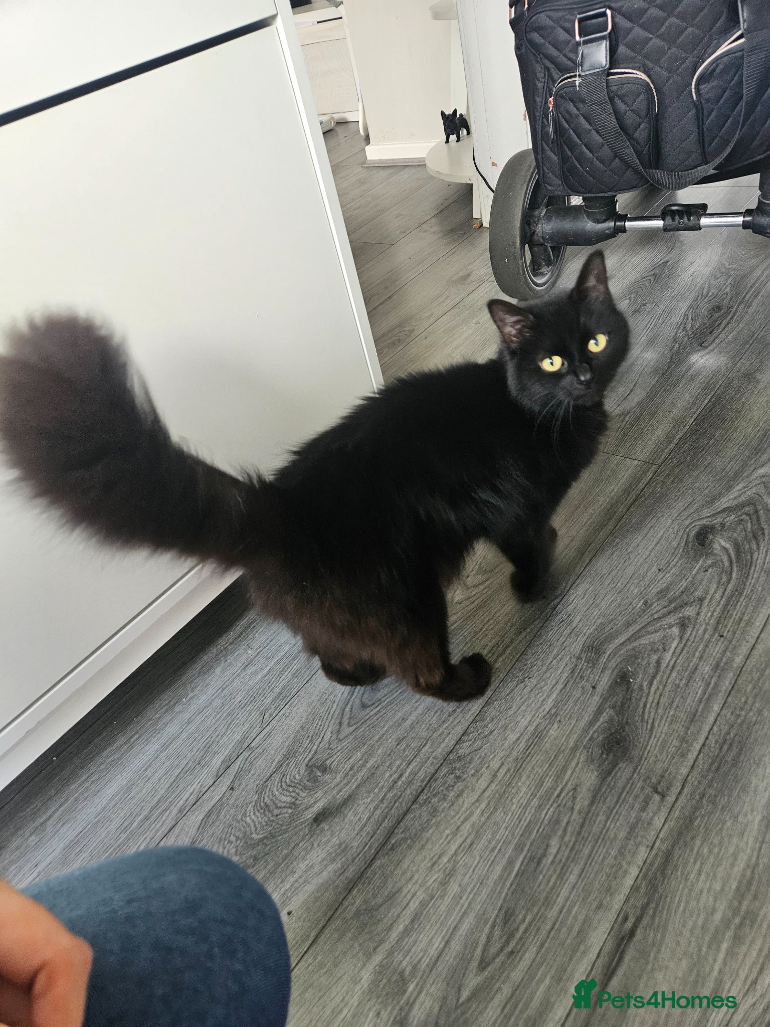 Mixed Breed cats 2 beautiful kittens  - Advert 2