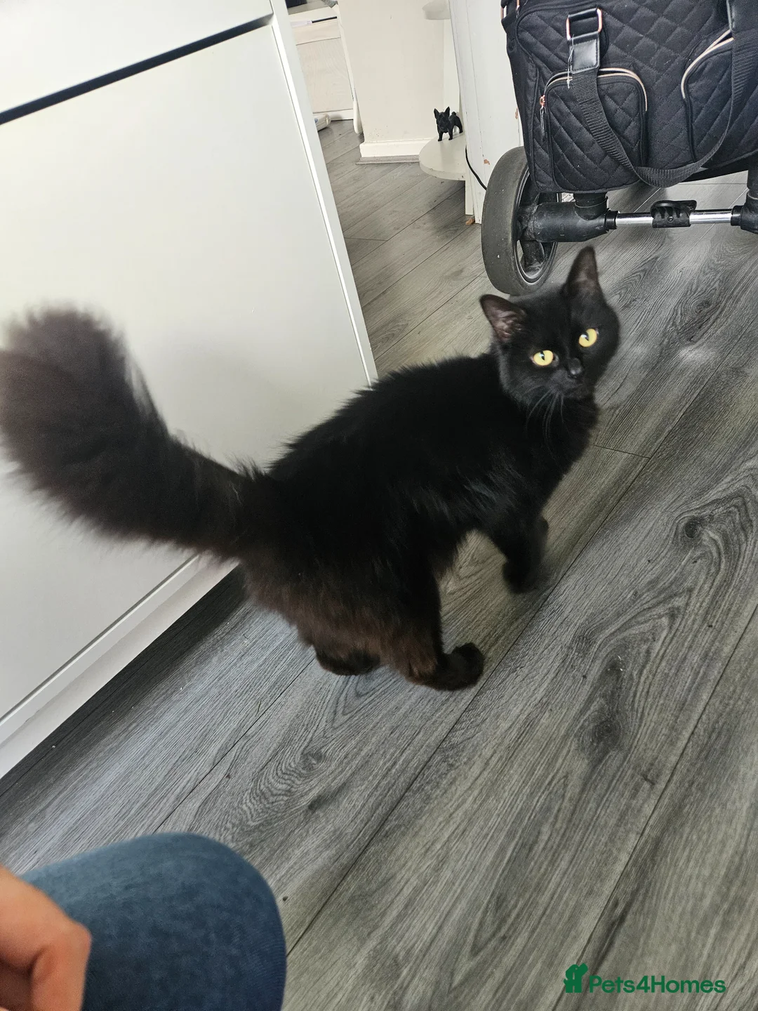 Mixed Breed cats for sale: 2 beautiful kittens  - Advert 1