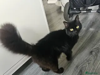 Mixed Breed cats 2 beautiful kittens - Advert 1