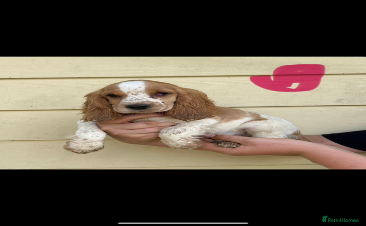 Cocker Spaniel dogs - Advert 2