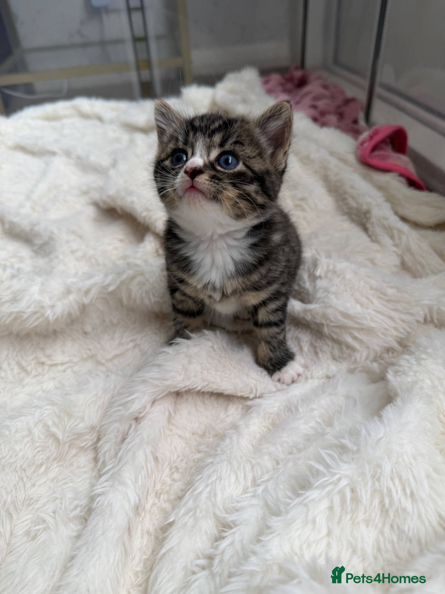 Female Domestic Shorthair Kitten 