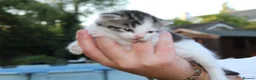 Domestic Shorthair cats for sale: 5 Cuddle kittens ready for homes - Advert 3