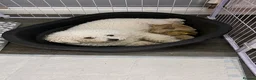 Poochon dogs for sale: F1 Poochon puppies Health Tested parents  - Advert 2