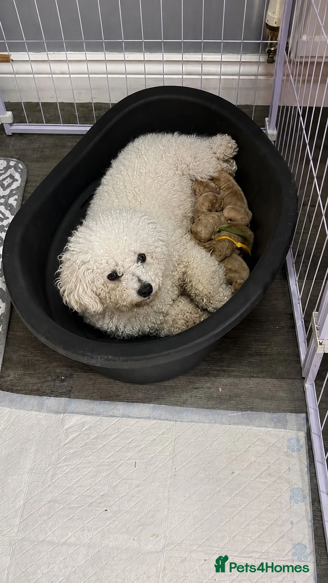 Poochon dogs for sale: F1 Poochon puppies Health Tested parents  - Advert 2