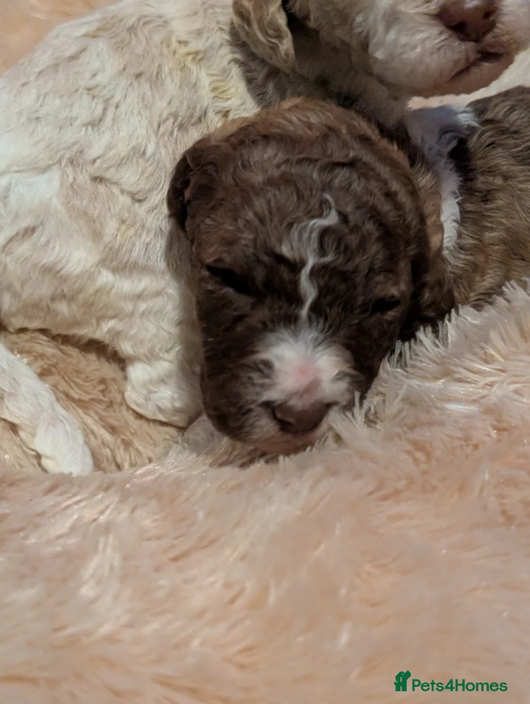 Poodle dogs for sale: Lovely Lads in Mansfield - Advert 2