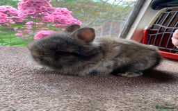 Lionhead rabbits for sale: Netherland dwarf X Lionhead  - Image 3
