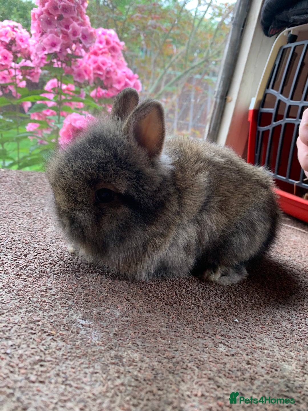 Lionhead rabbits for sale: Netherland dwarf X Lionhead  - Image 3