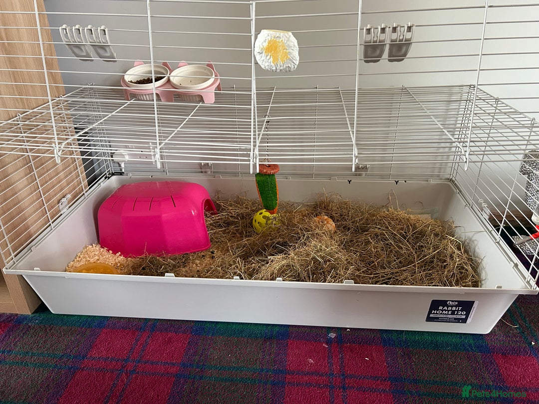 Lionhead rabbits for sale: 1 year old indoor female rabbit - Image 4