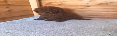Miniature Poodle 2