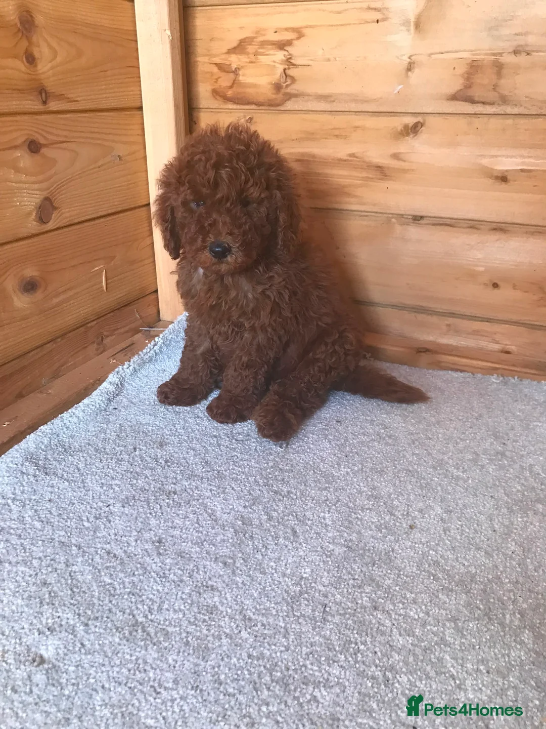 Miniature Poodle dogs for sale: Stunning miniature poodle puppies for sale  in Sidcup - Advert 7