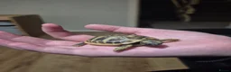 Hermann Tortoise reptiles for sale: Herman Tortoise  - Advert 3