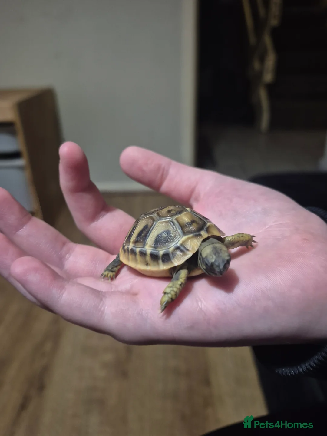 Hermann Tortoise reptiles for sale: Herman Tortoise  - Advert 3