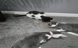 Domestic Shorthair cats for sale: Daisy and Bear - Image 8
