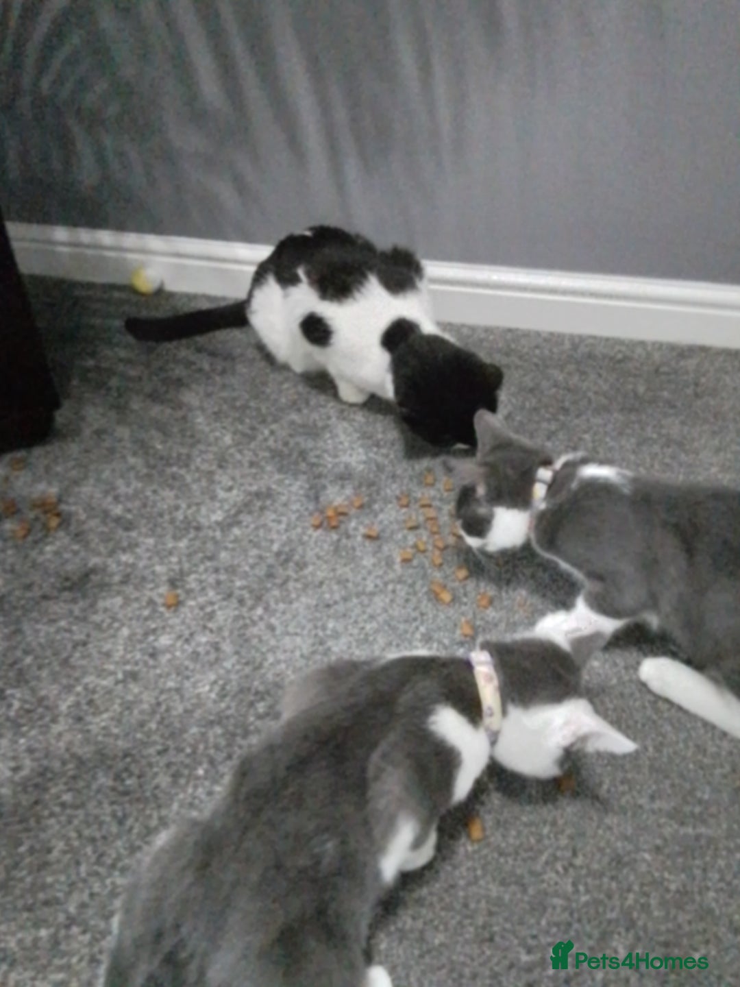 Domestic Shorthair cats for sale: Daisy and Bear - Image 8