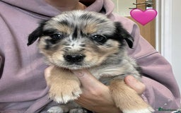Golden Retriever dogs for sale: Beautiful Golden Retriever x Border Collies Pups - Image 10