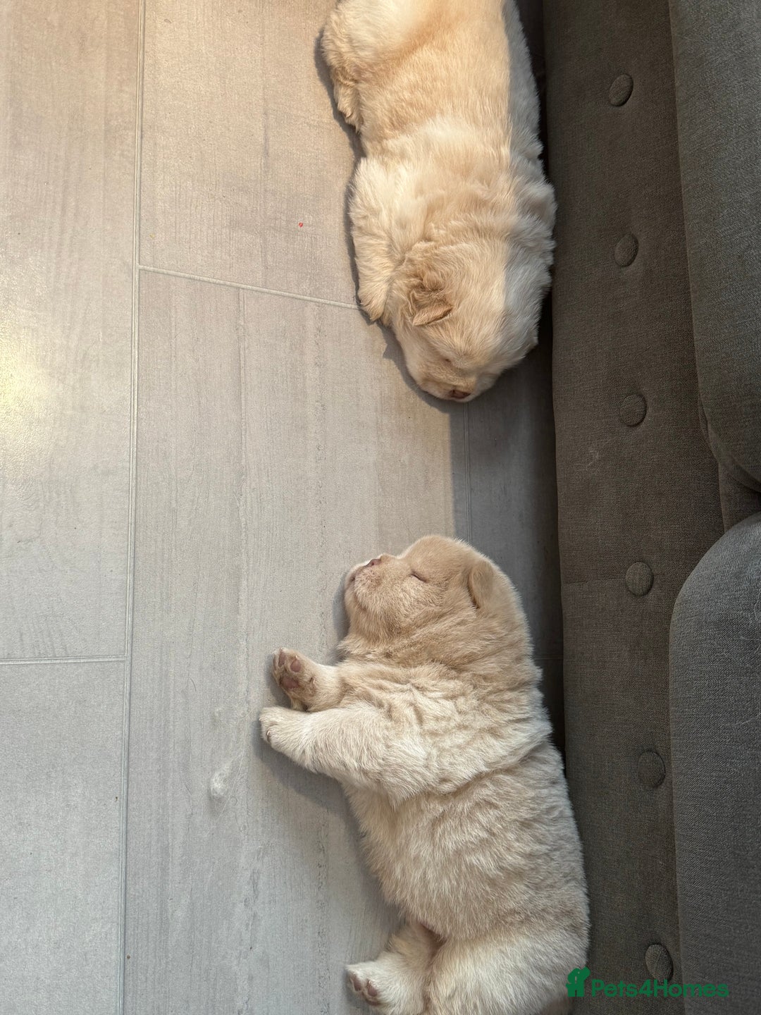 Chow Chow dogs for sale: 🔥 UK best Lilac platinum 🧸 chow chows KC  - Image 9