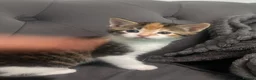 Domestic Shorthair cats for sale:     Beautiful kittens Looking for Loving Homes - Advert 8