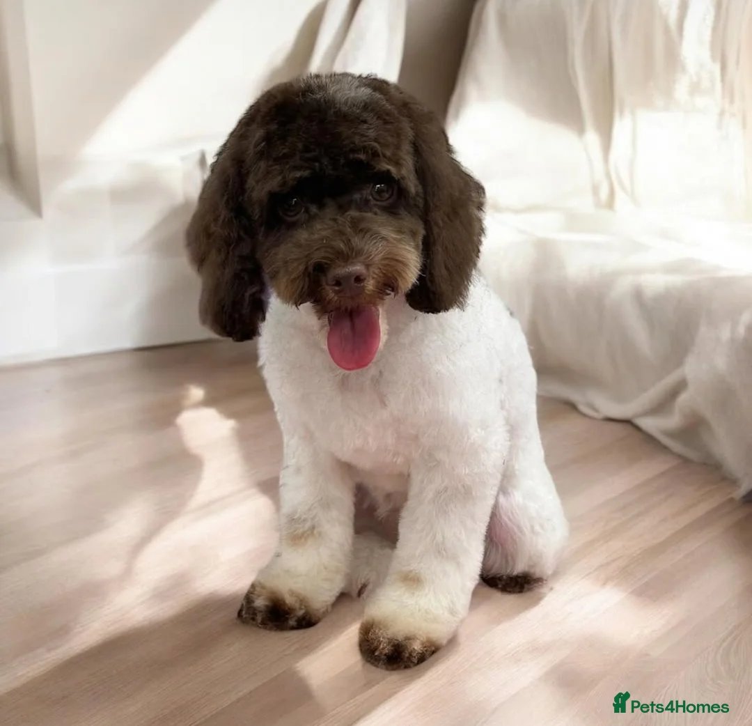 Cavapoo dogs for sale: Exceptional F2 Cavapoo Puppies - HomeRaised  - Advert 5