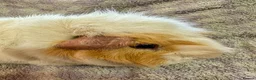 Guinea Pig rodents for sale: Beautiful Guinea Pigs Available - Advert 6