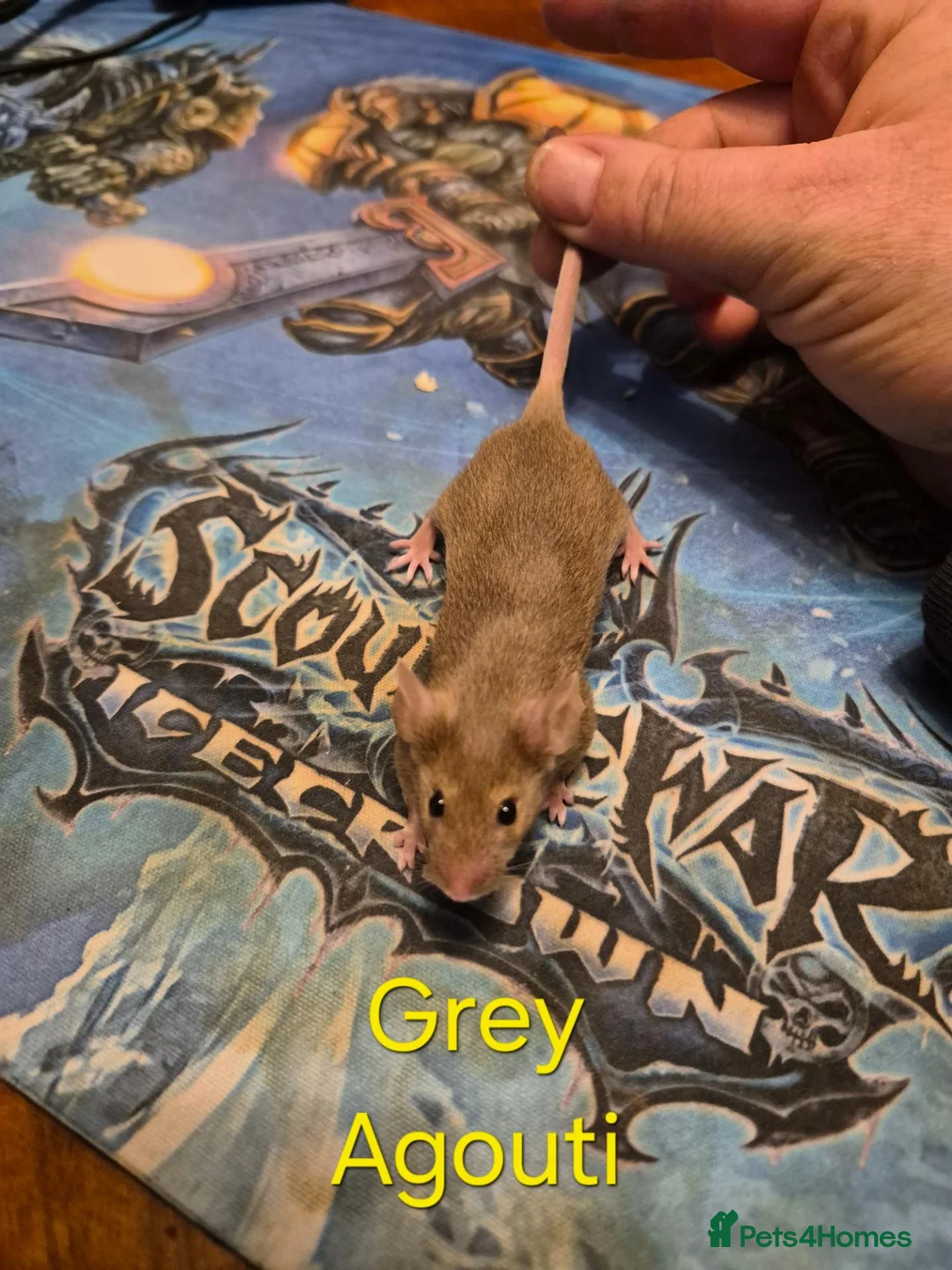 Mouse rodents for sale: 10 Cute Female Baby Fancy Mice - Advert 2