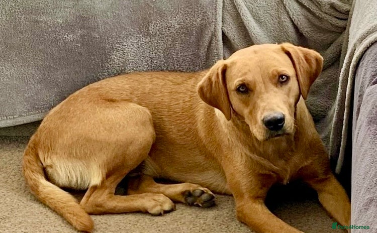 Labrador Retriever dogs - Advert 13