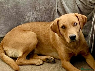 Labrador Retriever dogs - Advert 1