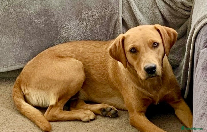 Labrador Retriever dogs - Advert 1