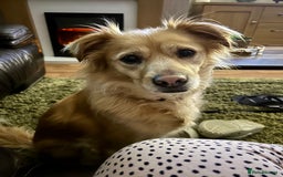 Mixed Breed dogs for sale: Cleo- Mixed Breed - Image 13
