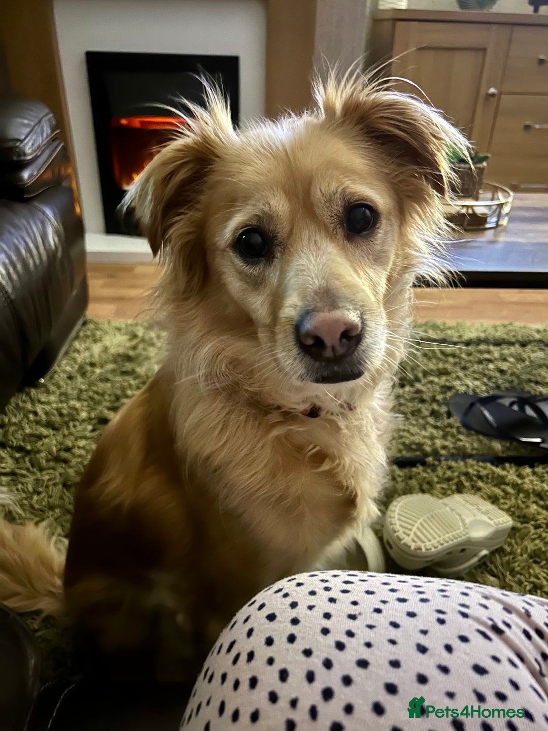 Mixed Breed dogs for sale: Cleo- Mixed Breed - Image 13